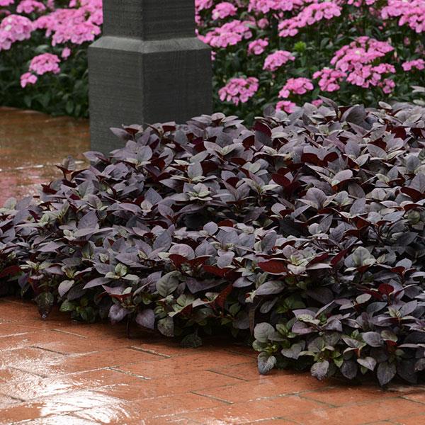 Alternanthera Purple Prince Commercial Landscape 4