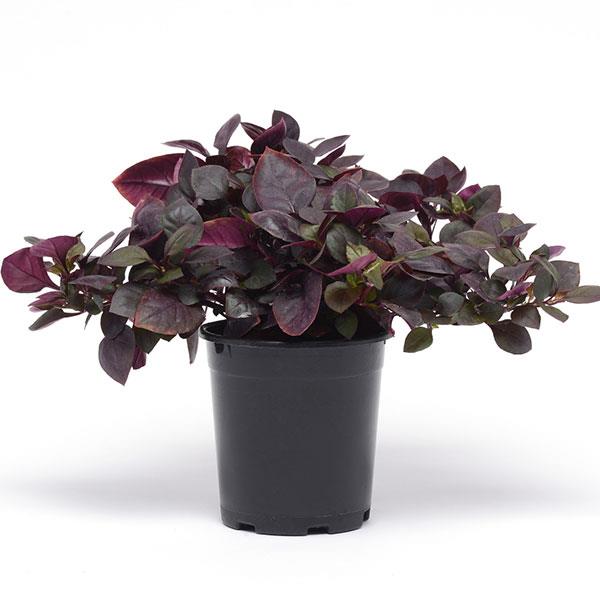 Alternanthera Purple Prince Container