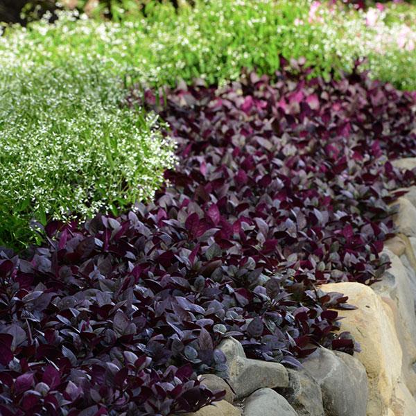 Alternanthera Purple Prince Landscape
