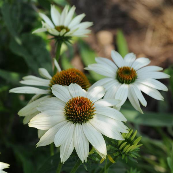 PowWow<sup>®</sup> White Bloom