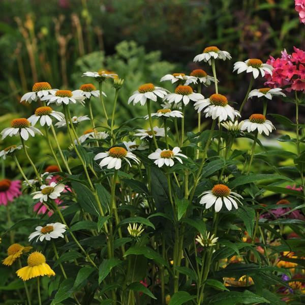 PowWow<sup>®</sup> White Garden