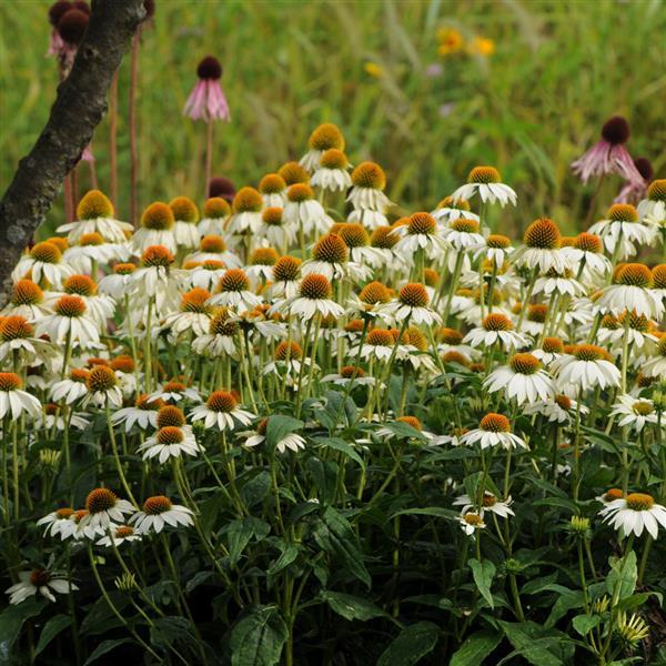PowWow<sup>®</sup> White Landscape