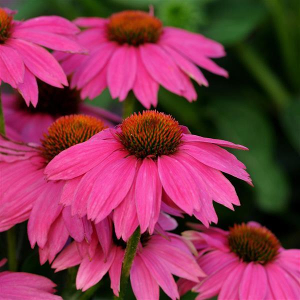 PowWow<sup>®</sup> Wild Berry Bloom
