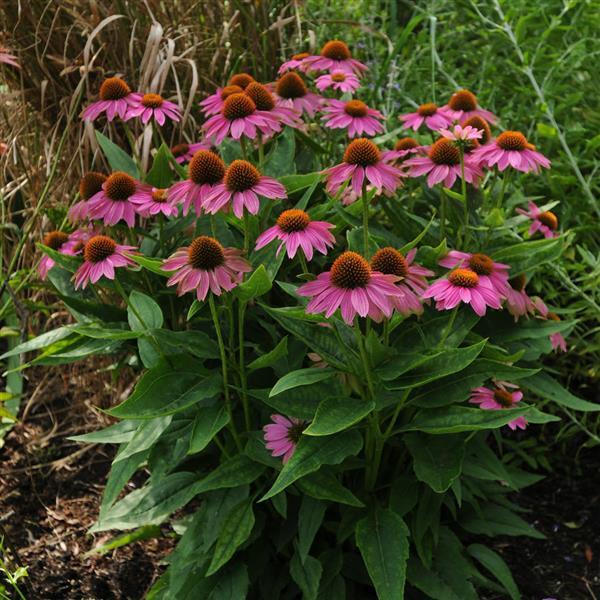 PowWow<sup>®</sup> Wild Berry Garden