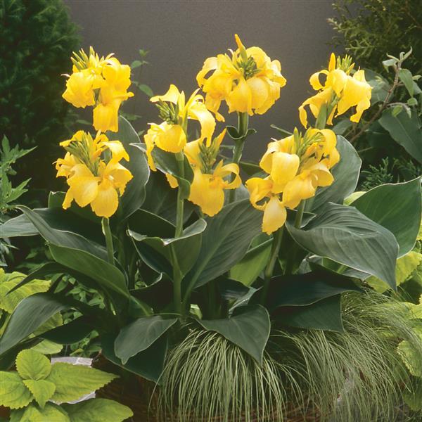 Cannova<sup>®</sup> Yellow Container
