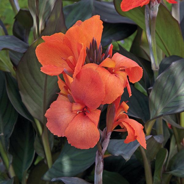 Cannova<sup>®</sup> Bronze Orange Bloom