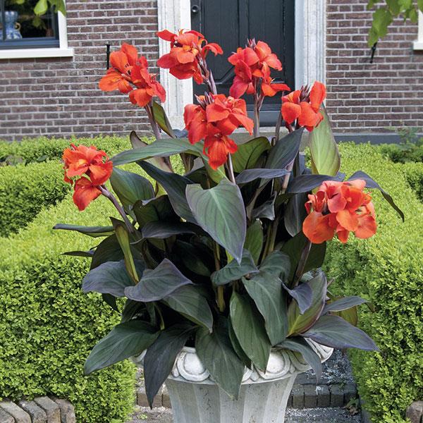 Cannova<sup>®</sup> Bronze Orange Container