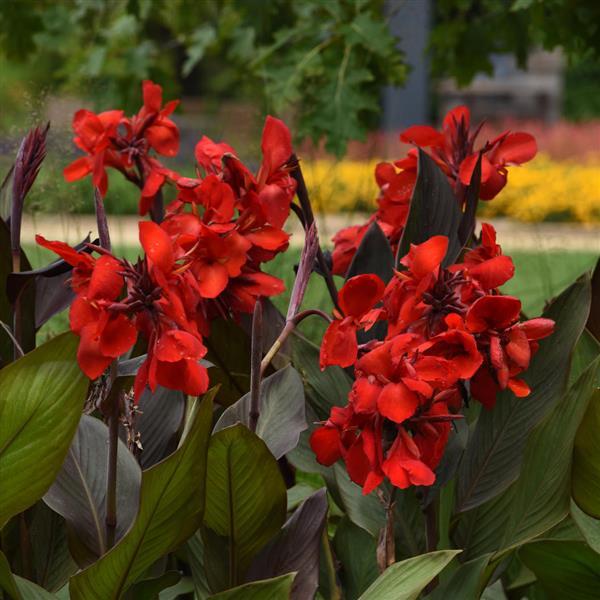 Cannova<sup>®</sup> Bronze Scarlet Garden