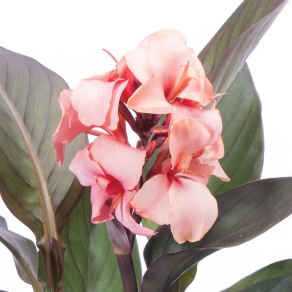 Cannova<sup>®</sup> Bronze Peach Bloom