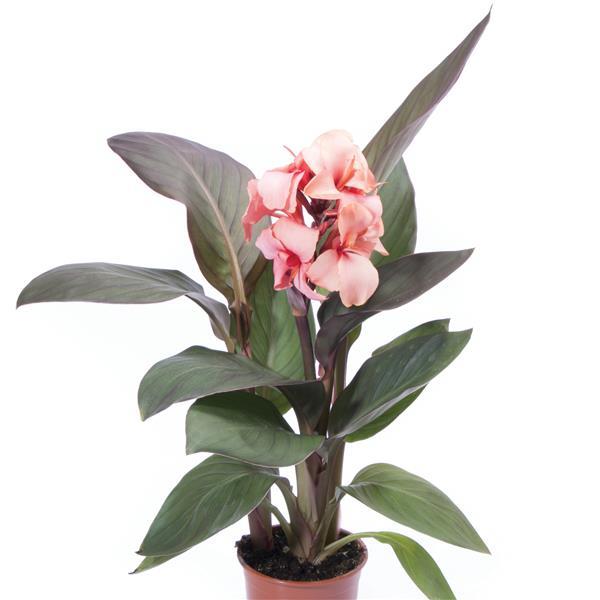 Cannova<sup>®</sup> Bronze Peach Container