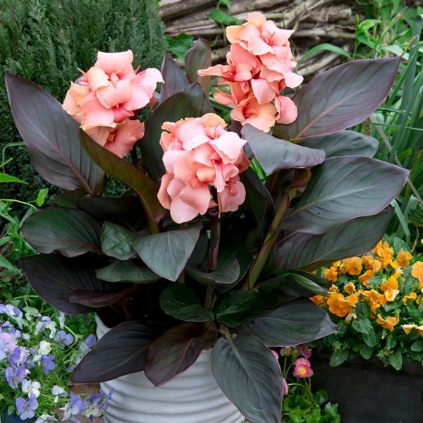 Cannova<sup>®</sup> Casa Bronze Peach Container