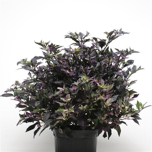 Ornamental Pepper Purple Flash Container