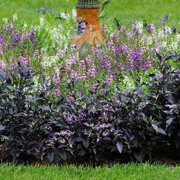 Ornamental Pepper Purple Flash Landscape