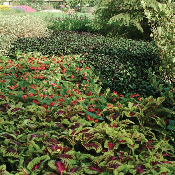 Kong<sup>®</sup> Rose Commercial Landscape 2