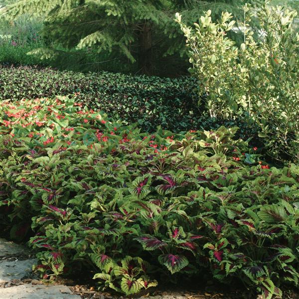 Kong<sup>®</sup> Rose Landscape