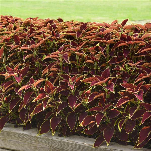Coleus, Premium Sun Ruby Heart Commercial Landscape 1