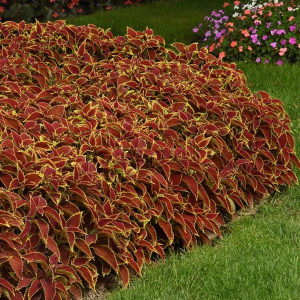 Coleus, Premium Sun Ruby Heart Commercial Landscape 2