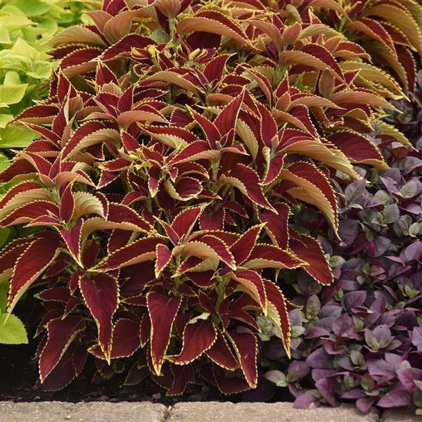 Coleus, Premium Sun Ruby Heart Landscape