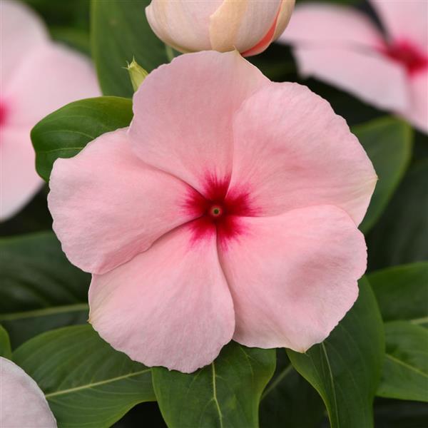 Valiant™ Apricot Bloom