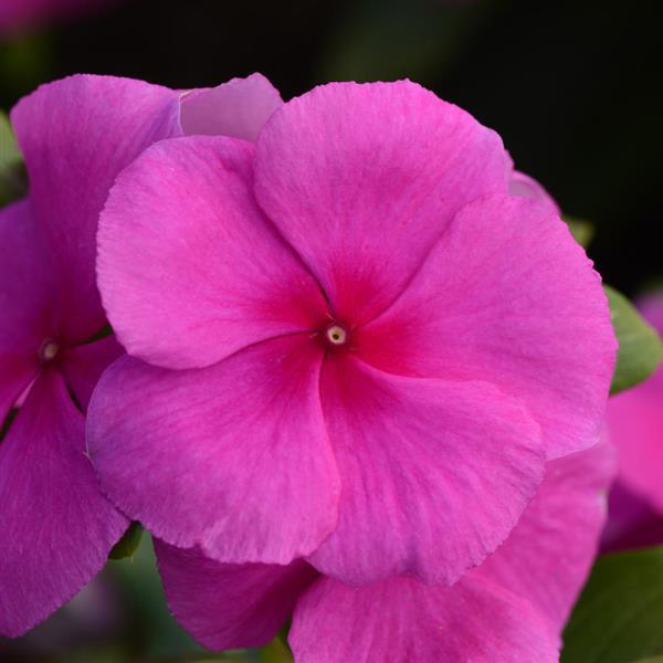 Valiant™ Lilac Bloom