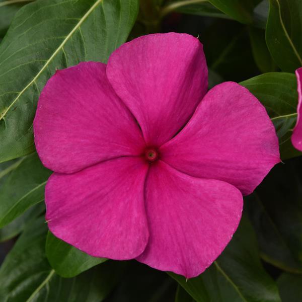 Valiant™ Magenta Bloom