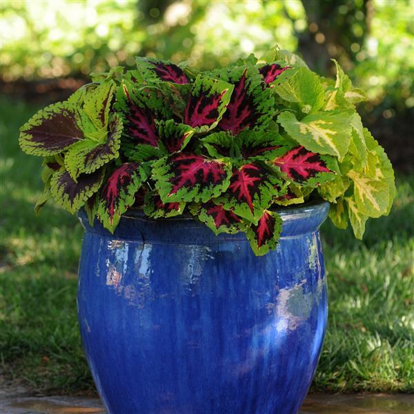 Kong Jr.™ Rose Container