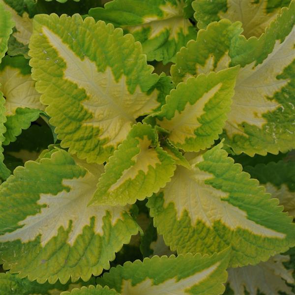 Kong Jr.™ Green Halo Bloom