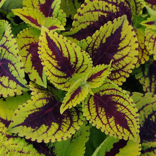Kong Jr.™ Lime Vein Bloom