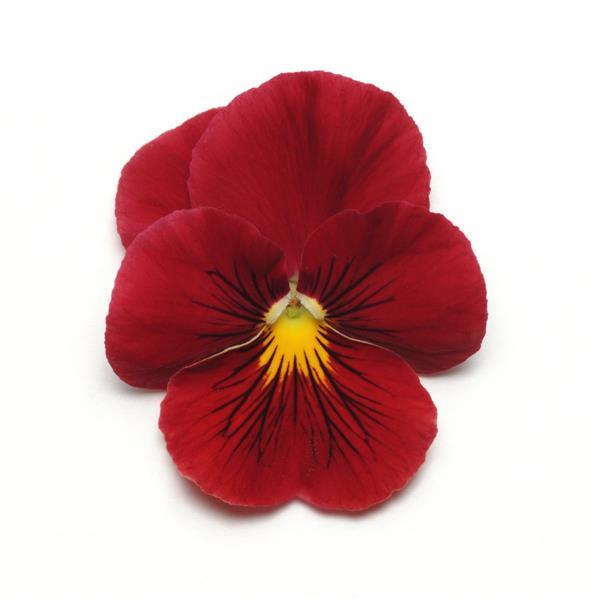 Panola<sup>®</sup> XP Scarlet Bloom