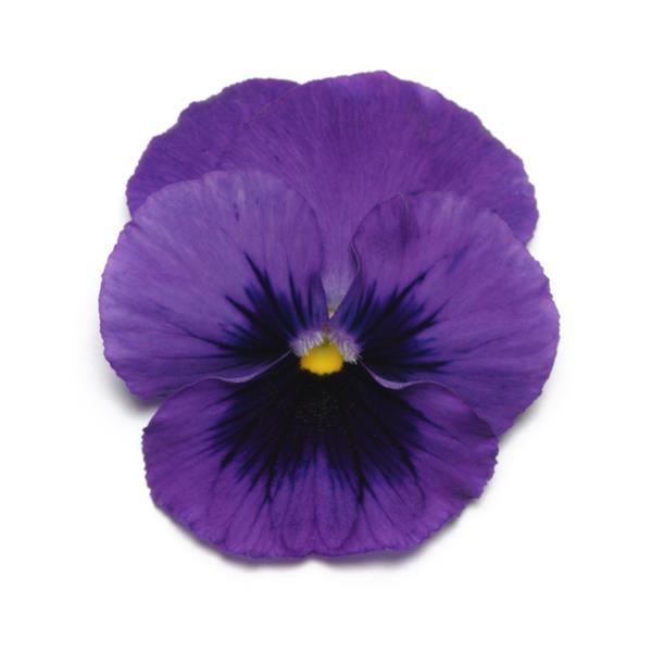 Panola<sup>®</sup> XP Deep Blue Blotch Bloom