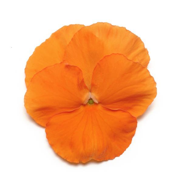 Panola<sup>®</sup> XP Deep Orange Bloom