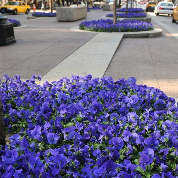 Panola<sup>®</sup> XP True Blue Commercial Landscape 4