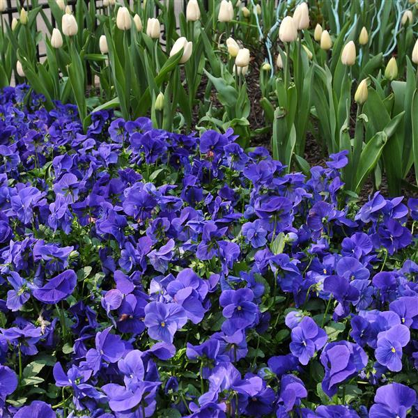 Panola<sup>®</sup> XP True Blue Garden