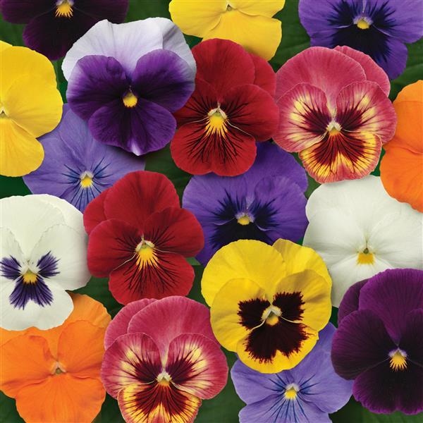Panola<sup>®</sup> XP Mixture Bloom