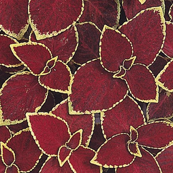 Wizard<sup>®</sup> Scarlet Bloom