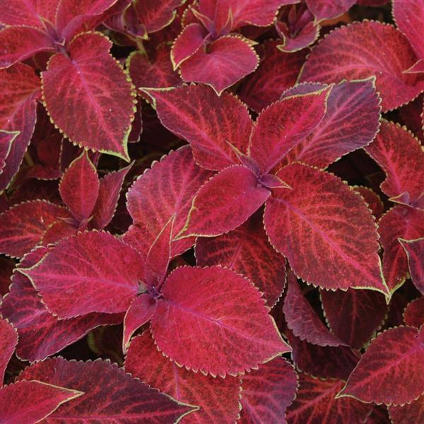 Wizard<sup>®</sup> Velvet Red Bloom