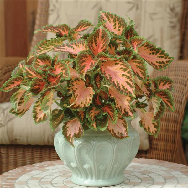 Wizard<sup>®</sup> Coral Sunrise Container