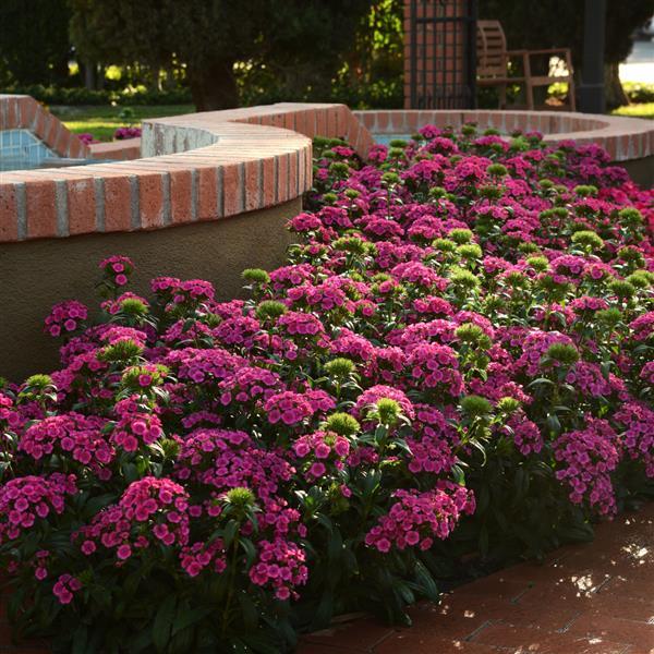 Jolt™ Pink Commercial Landscape 2