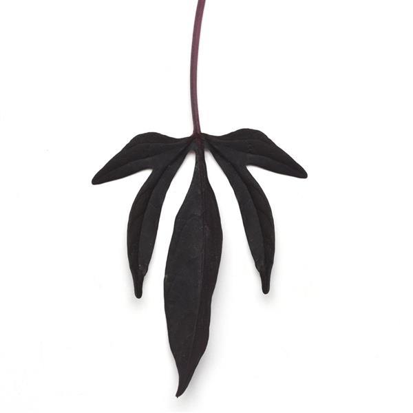SolarPower™ Black Bloom