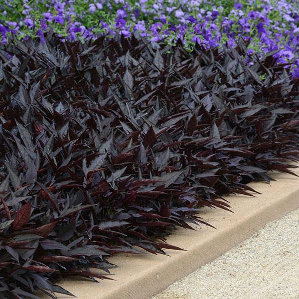 SolarPower™ Black Landscape