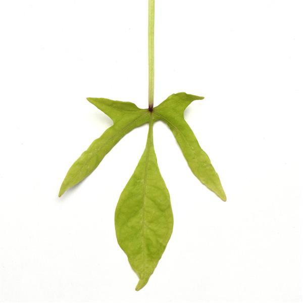 SolarPower™ Lime Bloom