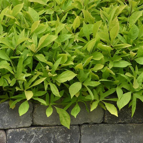 SolarPower™ Lime Landscape