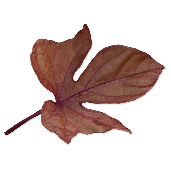 SolarPower™ Red Bloom