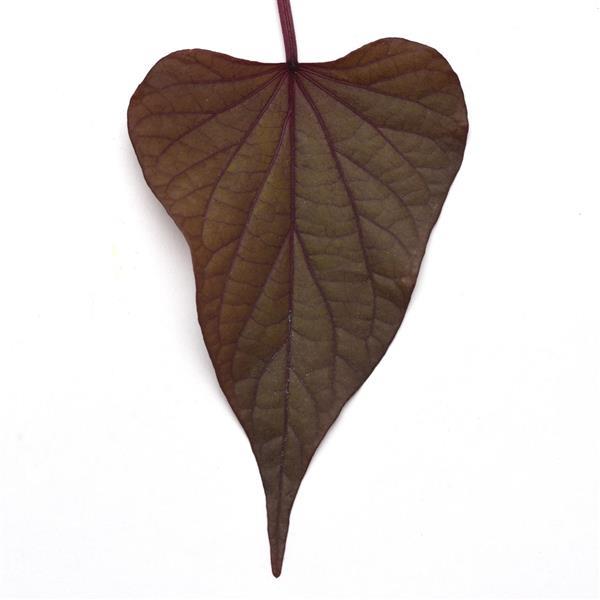 SolarPower™ Red Heart Bloom
