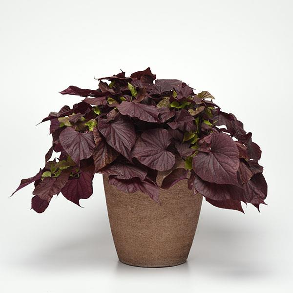 SolarPower™ Red Heart Container