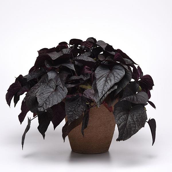 SolarPower™ Black Heart Container