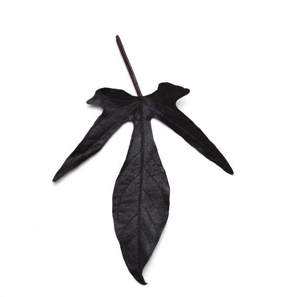 Spotlight™ Black Bloom
