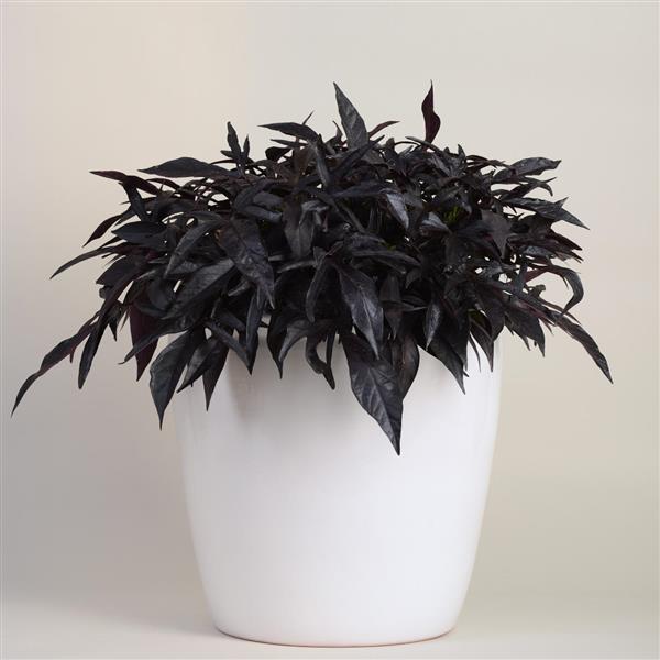 Spotlight™ Black Container
