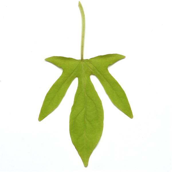 Spotlight™ Lime Bloom