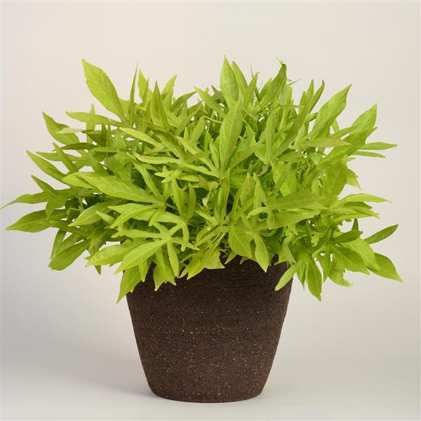 Spotlight™ Lime Container